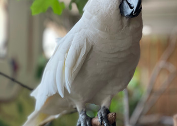 Max